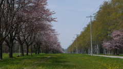 桜並木