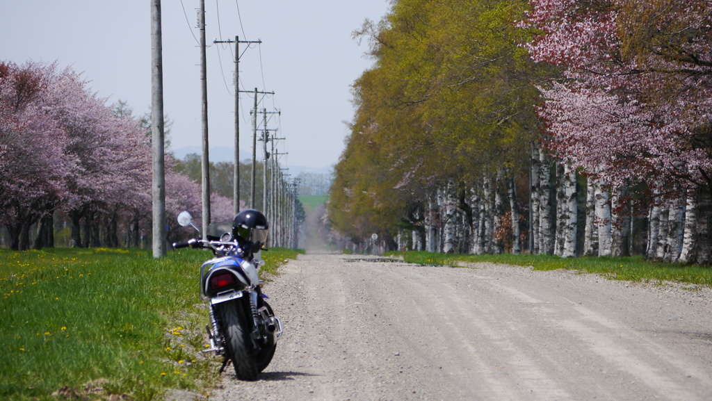桜並木