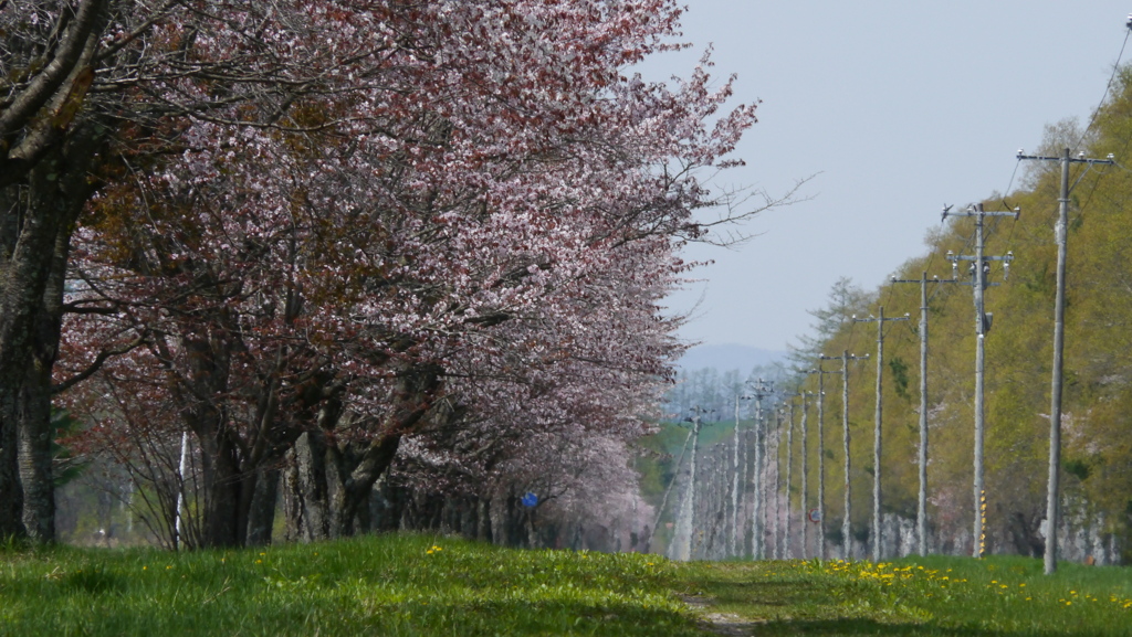 桜並木
