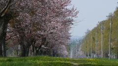 桜並木