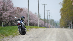 桜並木