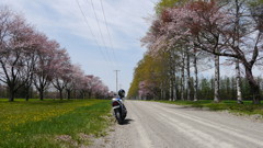 桜並木