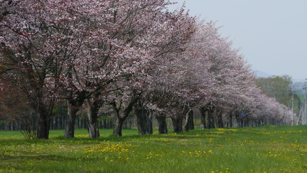 桜並木