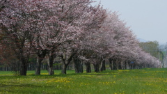 桜並木