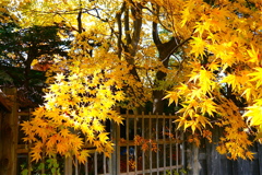 北海道の紅葉