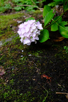 沢蟹と紫陽花