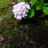 沢蟹と紫陽花
