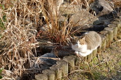 公園内の野良さん