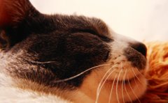 Ｚｚｚ