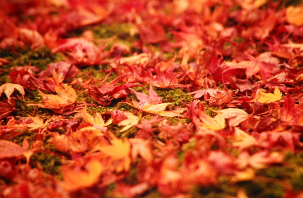 紅い絨毯