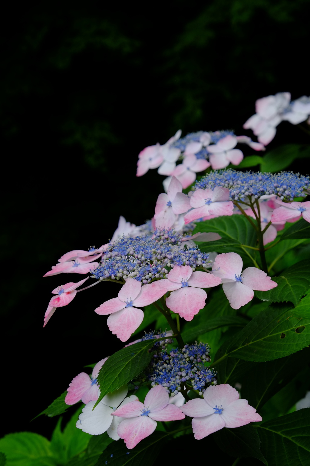 紫陽花