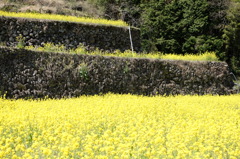 蕨野の棚田