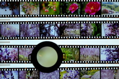 フィルムの確認