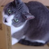 続・はみ出るねこ
