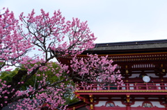 太宰府天満宮2
