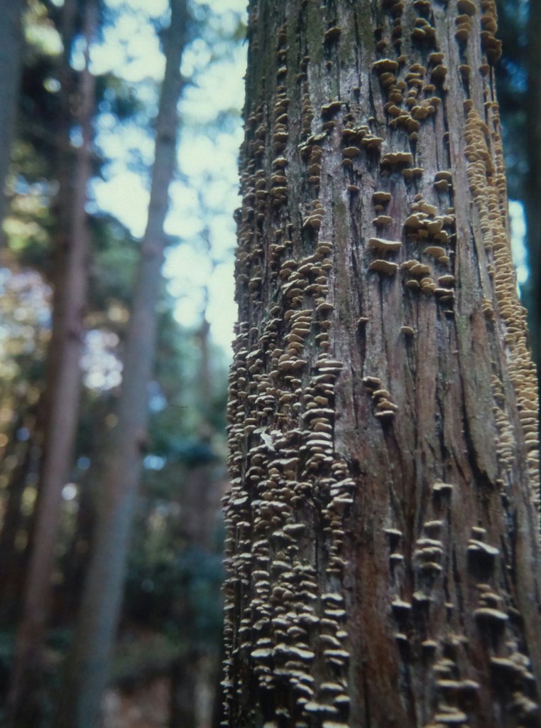 苔生した木