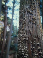 苔生した木