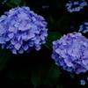 まさに紫陽花