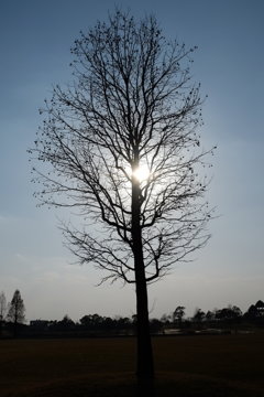 年末の夕日に照らされて。