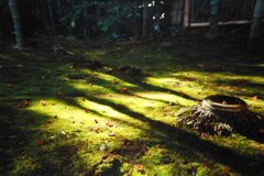 苔ともみじと切り株