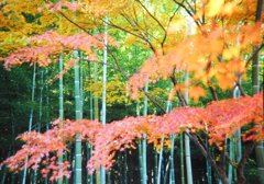 紅葉と竹やぶ