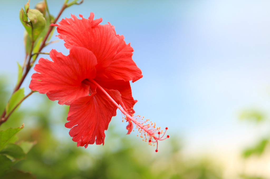 なつのおもいで