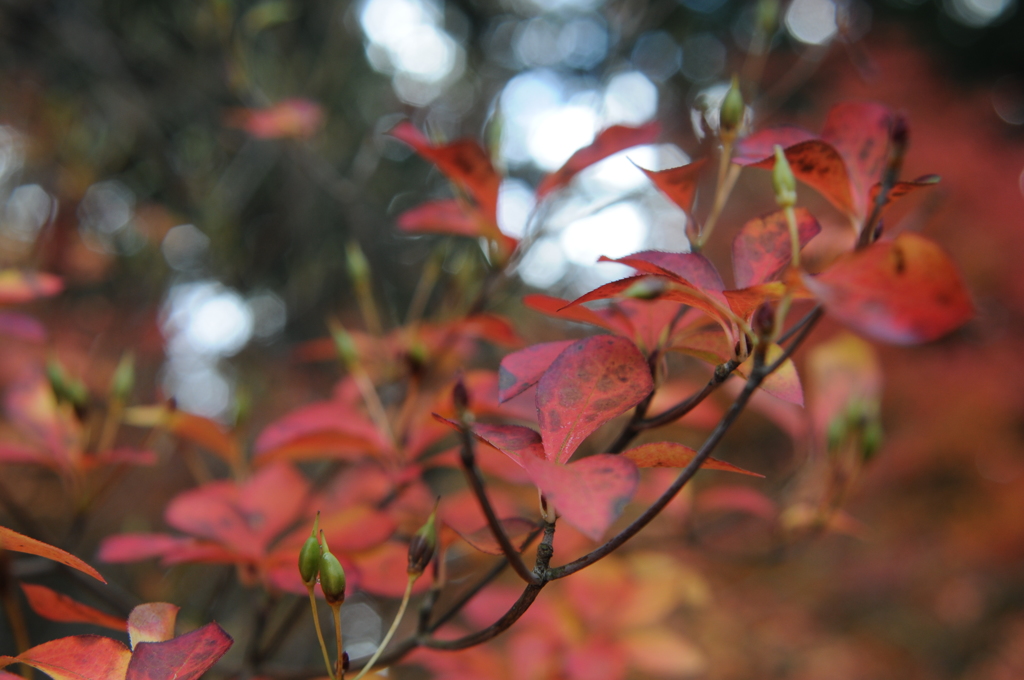 紅葉