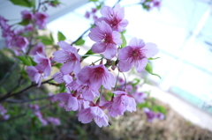 河津桜