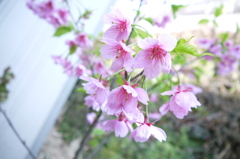 河津桜