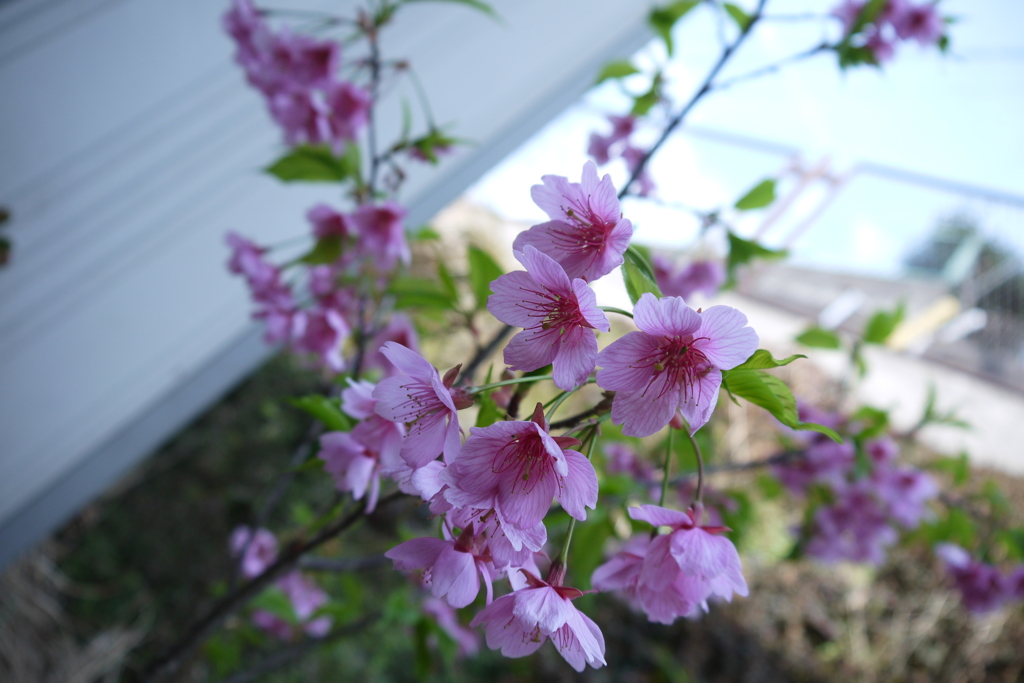 河津桜