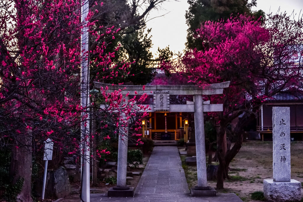北野天神の紅梅
