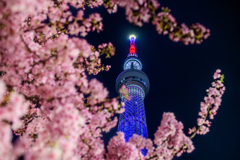 東武橋の河津桜