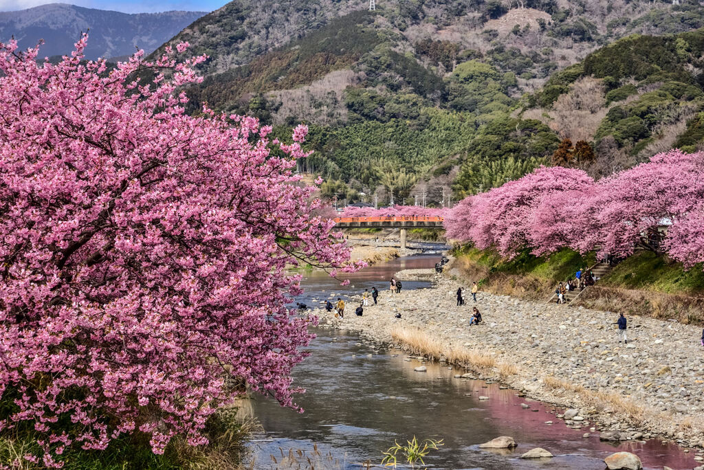 河津桜並木