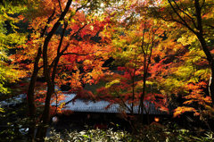 鳥居本の紅葉