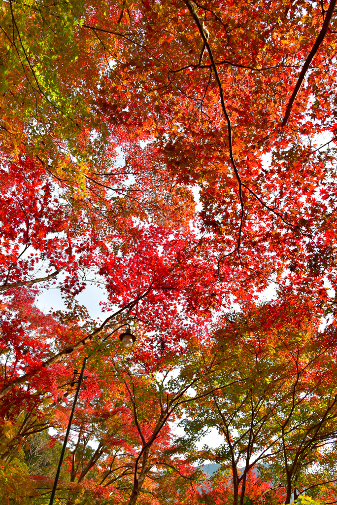 紅葉天井