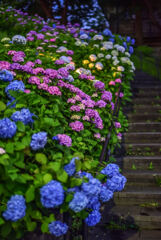 黄昏の紫陽花階段