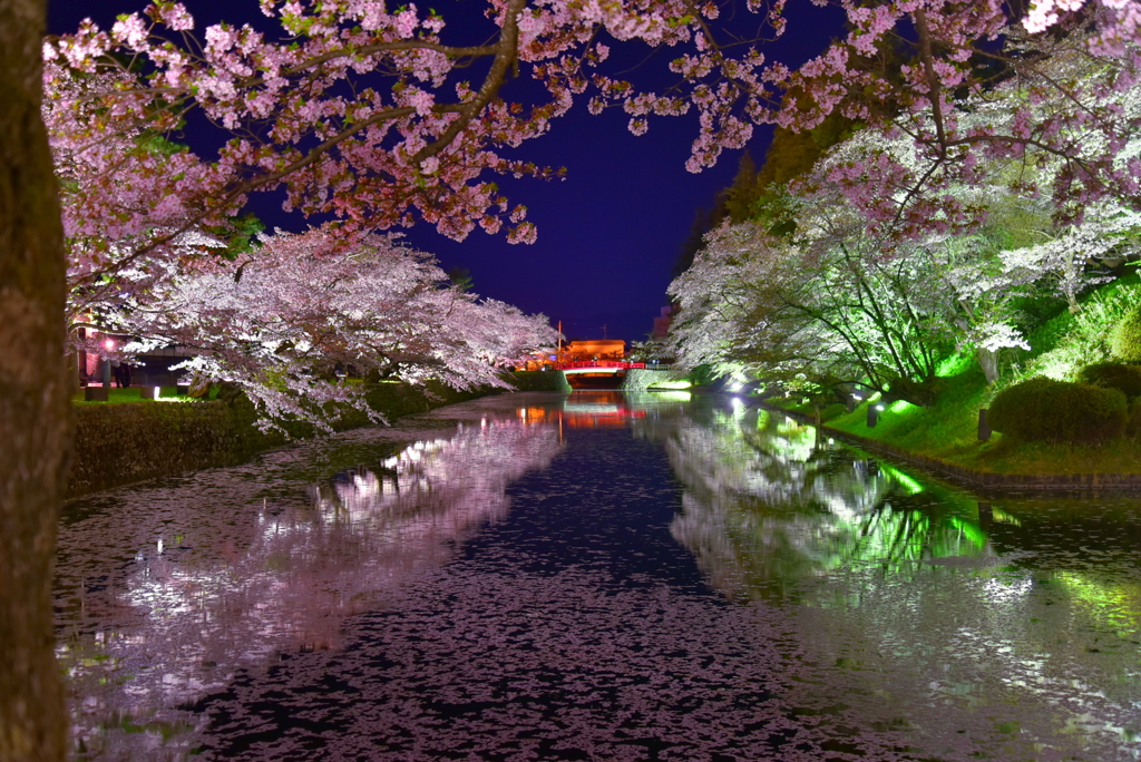 松岬公園の夜桜