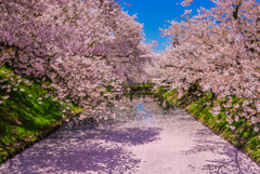 弘前公園の花筏(自宅編集版)