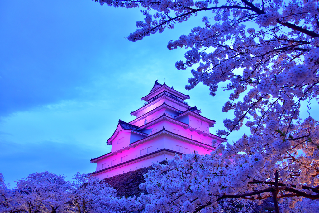 鶴ヶ城の夜桜