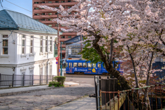 桜と路面電車