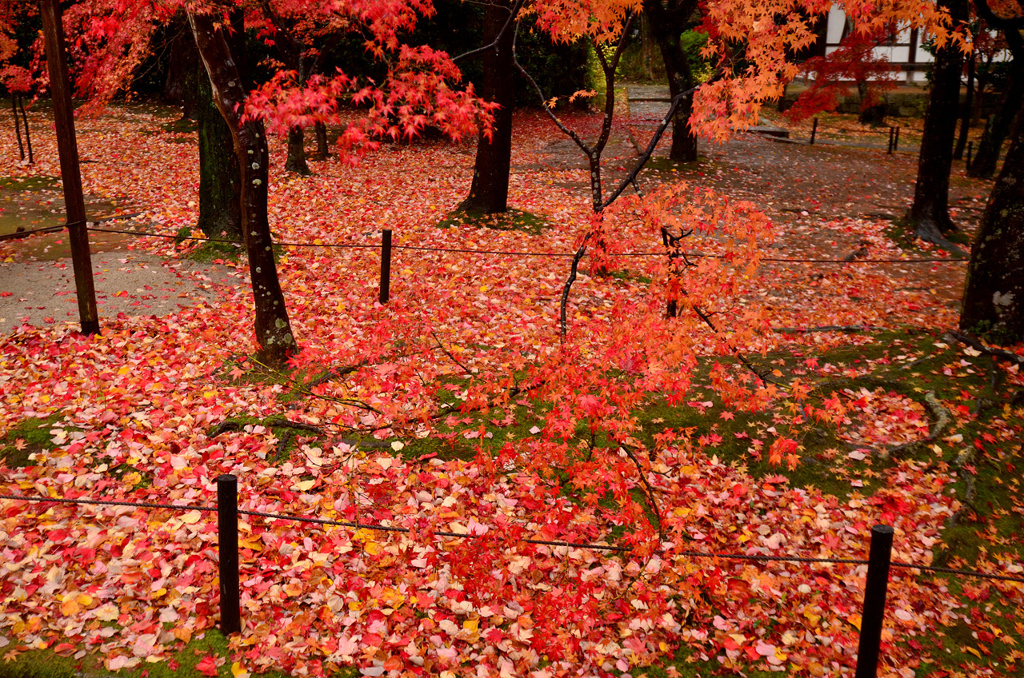 紅葉総集編1