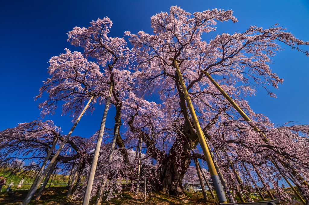 六年前の三春滝桜