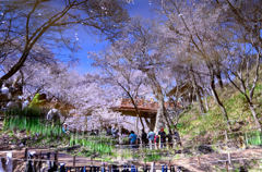 桜雲橋