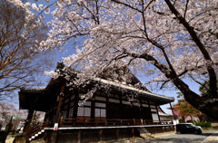 本隆寺の桜