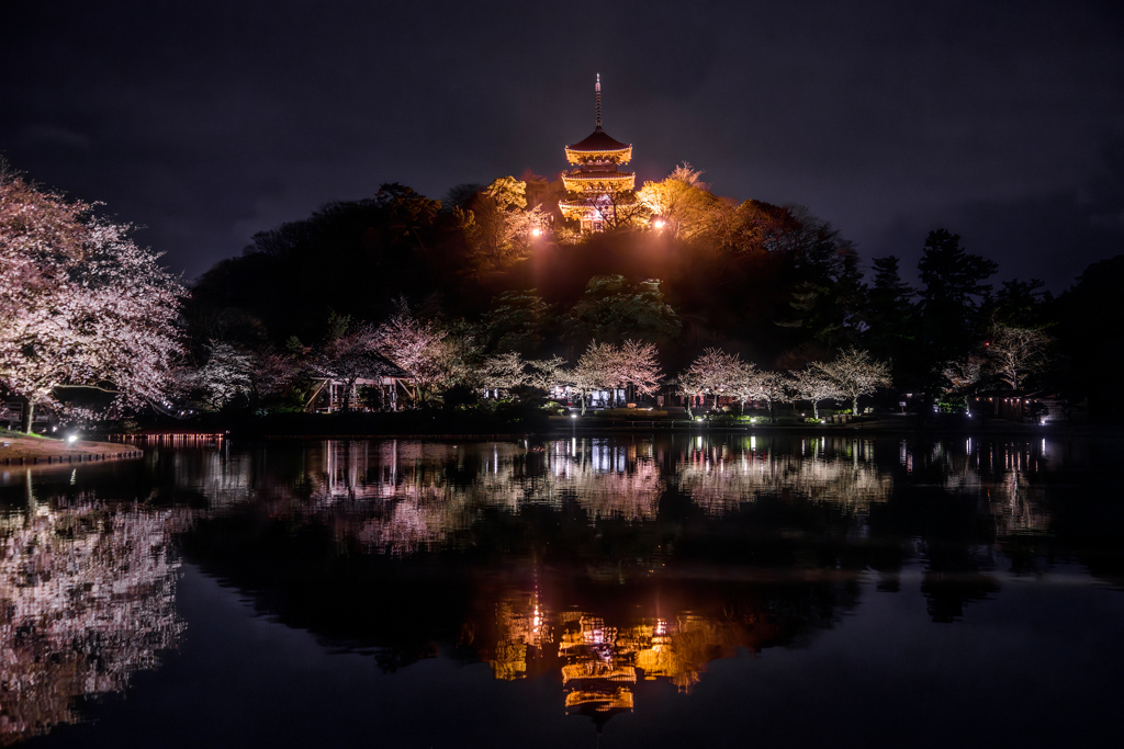三渓園の夜桜