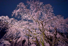 しだれ桜