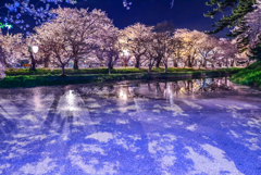 雪景色のような桜景色