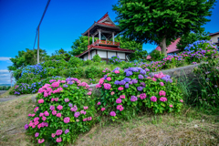 明善寺の紫陽花