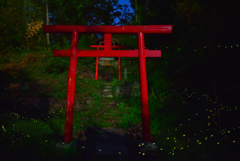 蛍と赤鳥居