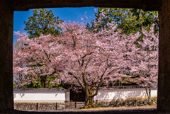 額縁桜